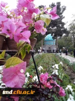 روز جهانی عطار