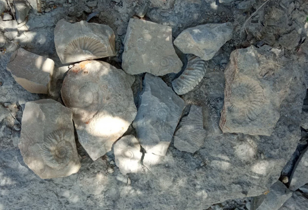 در راستای درس آموزش علوم تجربی و با حضور دکتر رئوفیان انجام شد : 
بایدید دانشجویان ورودی 1400 از معدن نمک و روستای ییلاقی بقیع شهرستان نیشابور  6